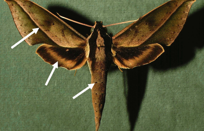 Fig. 9 Adulto <i> Xylophanes cyrene</i> (Sphingidae), vista dorsal mide 40mm. Quebrada  San Pancho, Sector Horizontes, 90 m. 97-SRNP-1308-DHJ39162.