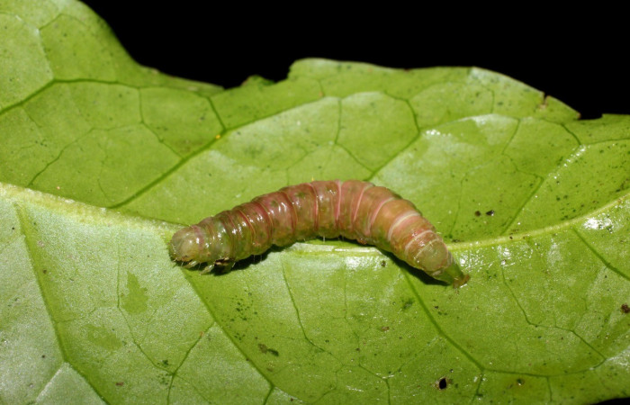 Figura 11. Prepupa Dorsal entero <i>Agyra</i> marchandiDHJ04, (Erebidae). Sector San Cristóbal, Sendero Corredor, (elevación 620 metros). Colectada 22 junio 2017. (17-SRNP-1475-DHJ704586.jpg).