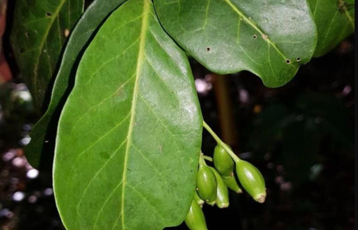 Figura 15. Hojas <i>Chione venosa</i>, (Rubiaceae), hospedera de <i>Agyra</i> marchandiDHJ04, (Erebidae).