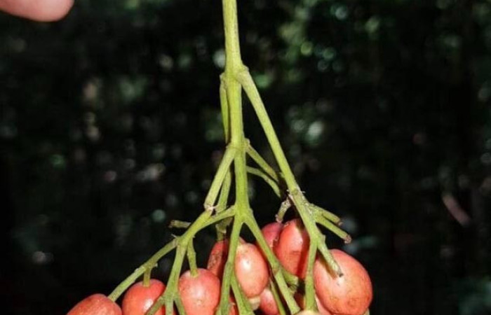 Figura 16. Frutos <i>Chione venosa</i>, (Rubiaceae), hospedera de <i>Agyra</i> marchandiDHJ04, (Erebidae).