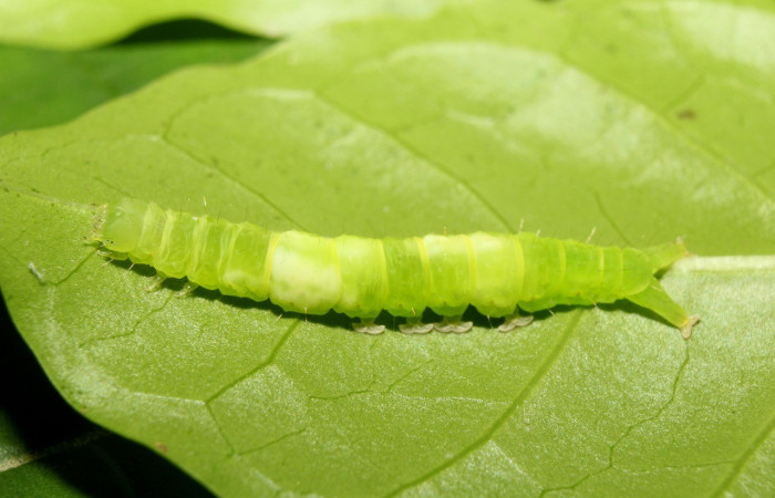 Figura 1. Dorsal entero <i>Agyra</i> marchandiDHJ04, (Erebidae), en la planta <i>Chione venosa</i> (Rubiaceae). Sector Pitilla, Sendero Manguera, (elevación 470 metros). Colectada 30 mayo 2017. (17-SRNP-71823-DHJ738372.jpg).