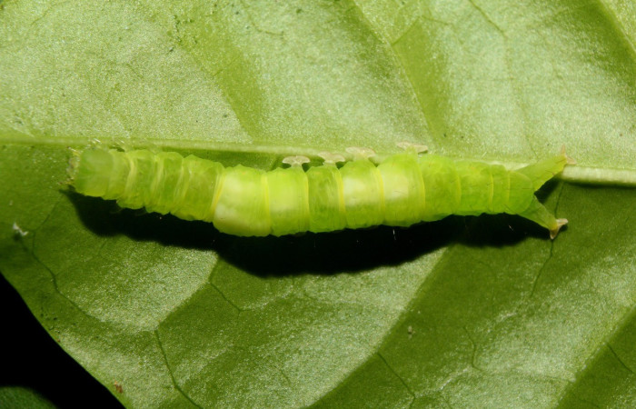 Figura 2. Dorsal entero <i>Agyra</i> marchandiDHJ04, (Erebidae), en la planta <i>Chione venosa</i> (Rubiaceae). Sector Pitilla, Sendero Manguera, (elevación 470 metros). Colectada 30 mayo 2017. (17-SRNP-71823-DHJ738373.jpg).