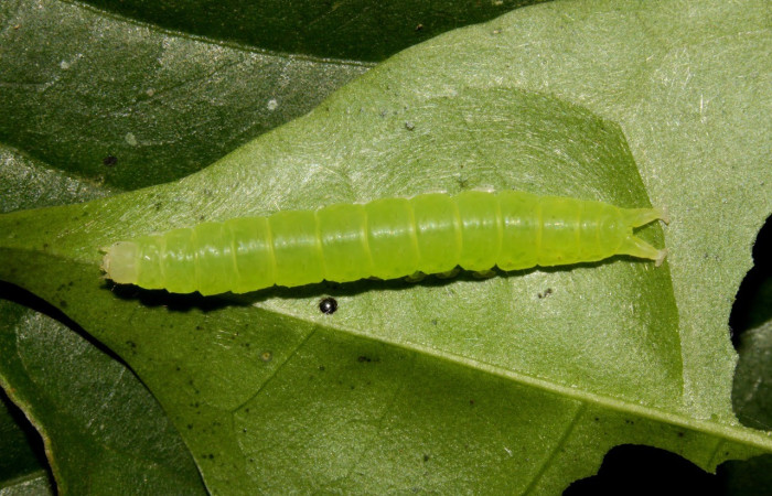 Figura 7. Dorsal entero <i>Agyra</i> marchandiDHJ04, (Erebidae), en la planta <i>Chione venosa</i> (Rubiaceae). Sector Pitilla, Estación Biológica Pitilla, (elevación 675 metros). Colectada 12 junio 2014. (14-SRNP-30770-DHJ720925.jpg).