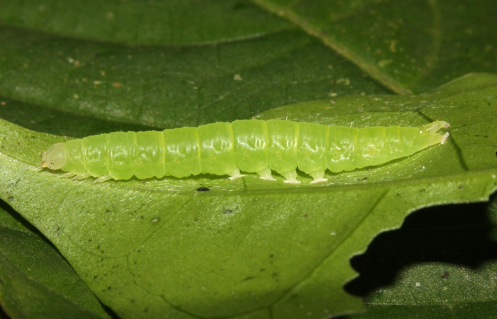 Figura 8. Lateral entero <i>Agyra</i> marchandiDHJ04, (Erebidae), en la planta <i>Chione venosa</i> (Rubiaceae). Sector Pitilla, Estación Biológica Pitilla, (elevación 675 metros). Colectada 12 junio 2014. (14-SRNP-30770-DHJ720926.jpg).