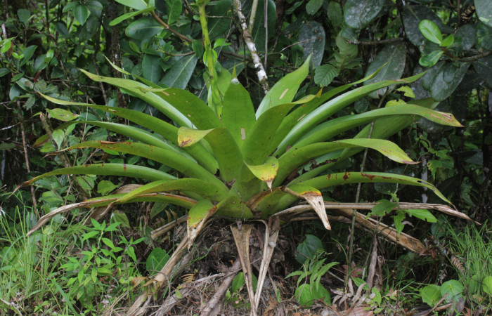 Fig. 02. <i>Werauhia sanguinolenta</i>. Estación Pitilla, 03 Oct. 2025.Habito e iniciación floración.