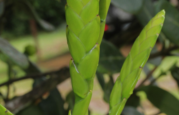 Fig. 03. Werauhia sanguinolenta, 12 Set. 2025. Detalles fraccionados de Inflororescencia:, 