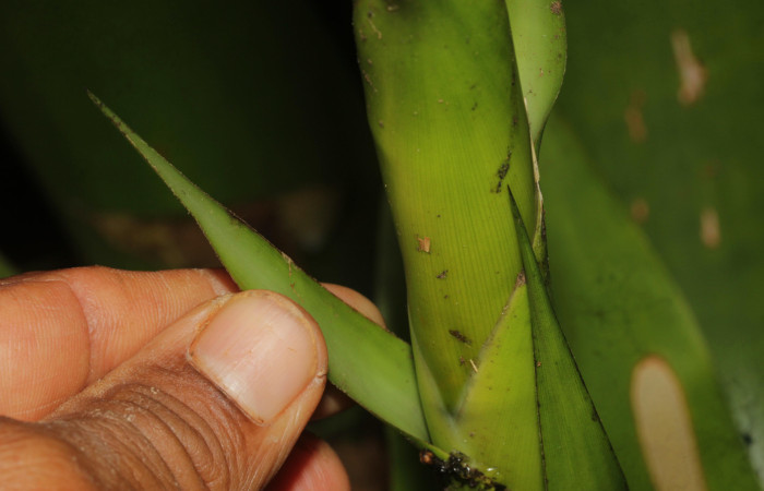 Fig. 05. Werauhia sanguinolenta, 12 Set. 2025. Vista lateral de una bráctea medial del escapo.