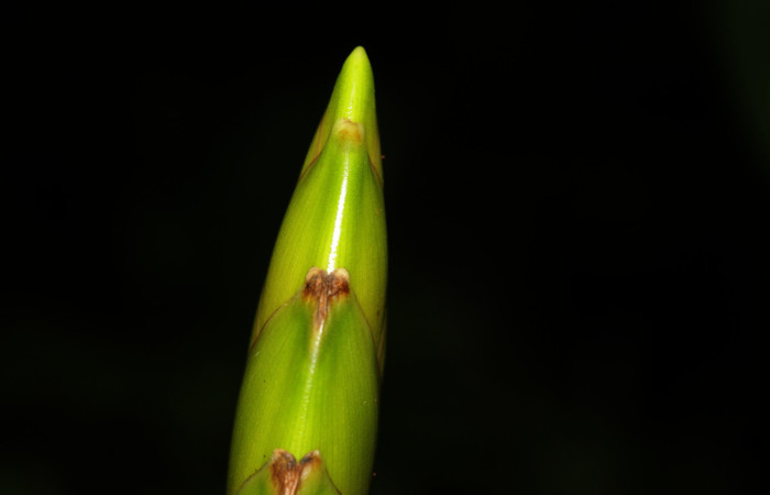 Fig. 07. <i>Werauhia sanguinolenta</i>. Estación Pitilla, 12 Set. 2025. Vista de un ramo de costado.