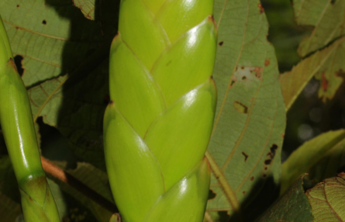 Fig. 08. <i>Werauhia sanguinolenta</i>. Estación Pitilla, 12 Set. 2025. Vista frontal de un ramo.