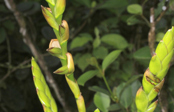 Fig. 10. <i>Werauhia sanguinolenta</i>. Estación Pitilla, 23 Set. 2025. Vista frontal de un ramo.