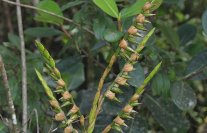 Fig. 12. <i>Werauhia sanguinolenta</i>. Estación Pitilla, 01 Oct. 2025. Vista del avance de floración.