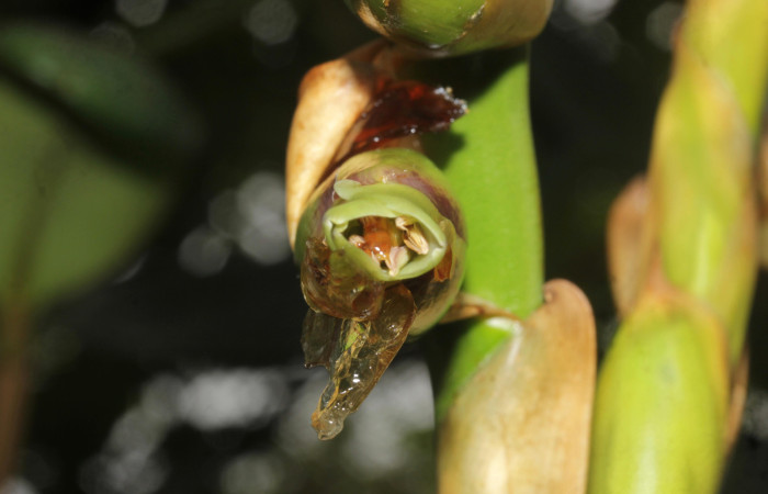 Fig. 14. <i>Werauhia sanguinolenta</i>. Estación Pitilla, 01 Oct 2025, vista frontal de flor abierta noche de 30 Set 2025.