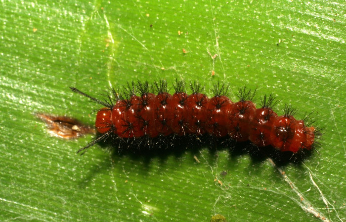Fig. 18. Larva de de Coreura phoenicides (Erebidae) en tercer estadío, vista lateral, se alimenta del follaje de Werauhia sanguinolenta. Voucher: 07-SRNP-30528-DHJ418639.jpg.