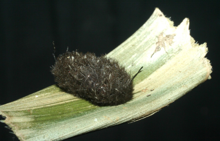Fig. 19. Capullo de Coreura phoenicides (Erebidae), vista frontal, larva se alimentó del follaje de Werauhia sanguinolenta. Voucher: 09-SRNP-40210-DHJ452507.jpg.