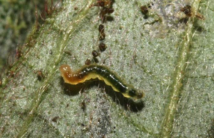 Figura. 10 Larva spiloBioLep01 BioLep312, (Crambidae), posición dorsal entero  alimentándose en <i>Columnea purpurata</i>, (Gesneriaceae). (12-SRNP-44614-DHJ707328.JPG).