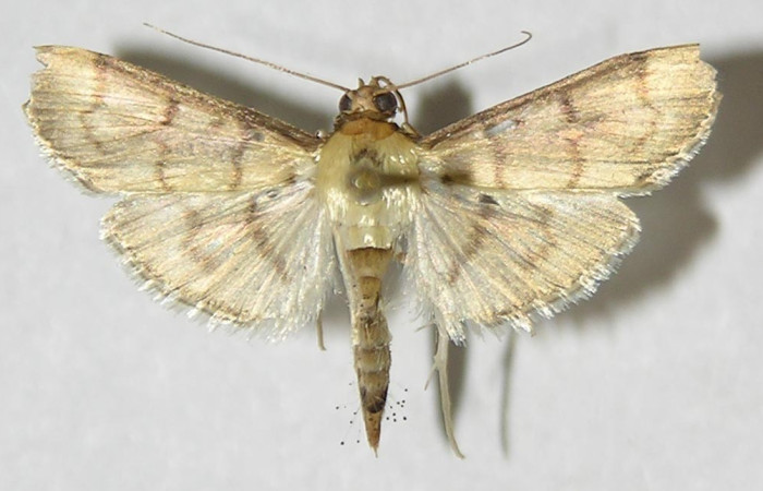 Figura. 11 Adulto spiloBioLep01 BioLep312, (Crambidae), posición vista dorsal entero. (09-SRNP-72981-DHJ527568).