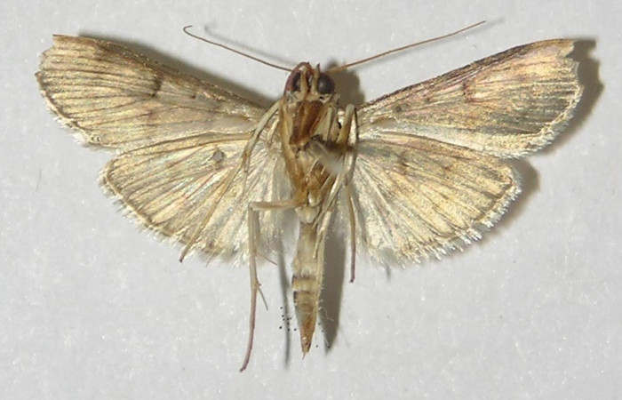 Figura. 12 Adulto spiloBioLep01 BioLep312, (Crambidae), posición vista ventral entero. (09-SRNP-72981-DHJ527569).  