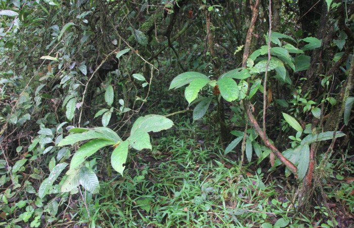 Figura. 1 Habitad, <i>Columnea purpurata</i>, (Gesneriaceae). Area de Conservación Guanacaste, Sector Rincón  Rain Forest, Estación Leiva selva. Sendero cafecito, (elevación 461 metros), colectada el 6 de septiembre  2025. Foto, Jorge Hernández.