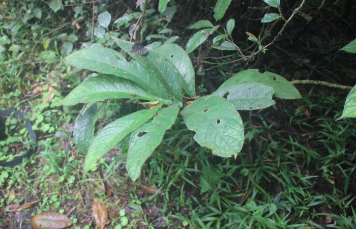 Figura. 2 Habitad, <i>Columnea purpurata</i>, (Gesneriaceae). Area de Conservación Guanacaste, Sector Rincón  Rain Forest, Estación Biológica Leiva. Sendero Cafecito, (elevación 461 metros), colectada el 6 de septiembre   2025. Foto, Jorge Hernández.