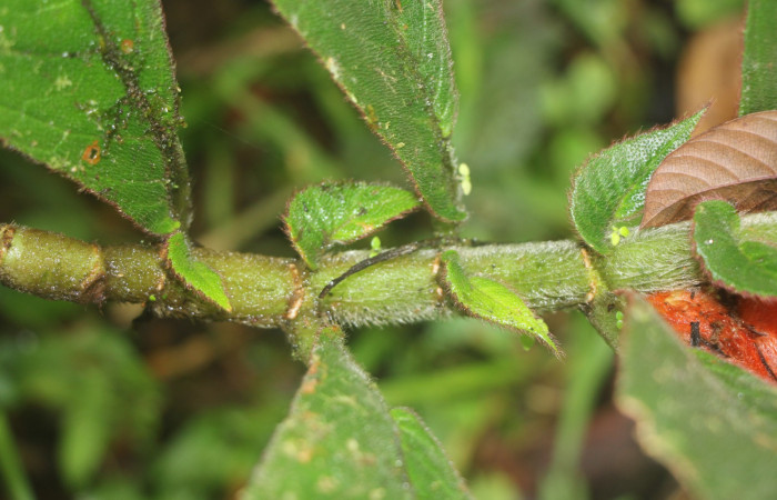 Figura. 3 Posición de hojas , <i>Columnea purpurata</i>, (Gesneriaceae). Area de Conservación Guanacaste, Sector Rincón  Rain Forest, Estación Biológica Leiva. Sendero Cafecito, (elevación 461 metros), colectada el 6 de septiembre   2025. Foto, Jorge Hernández.