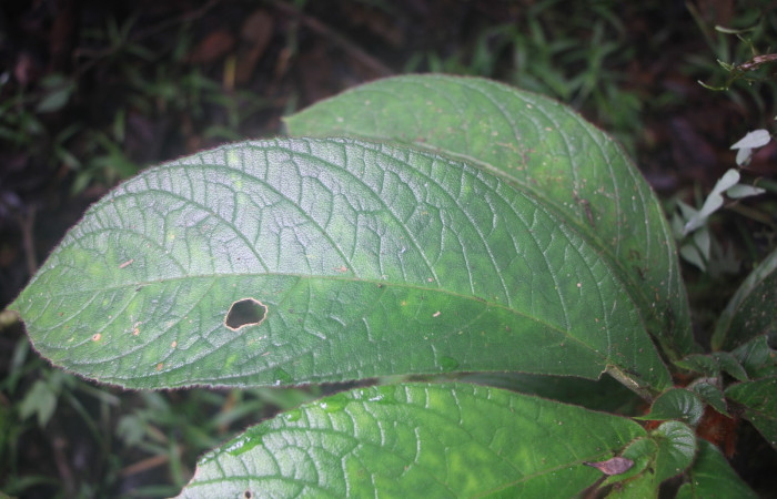 Figura. 4 Hojas has, <i>Columnea purpurata</i>, (Gesneriaceae). Area de Conservación Guanacaste, Sector Rincón  Rain Forest, Estación Biológica. Sendero Cafecito, (elevación 461 metros), colectada el 6 de septiembre 2025. Foto, Jorge Hernández.