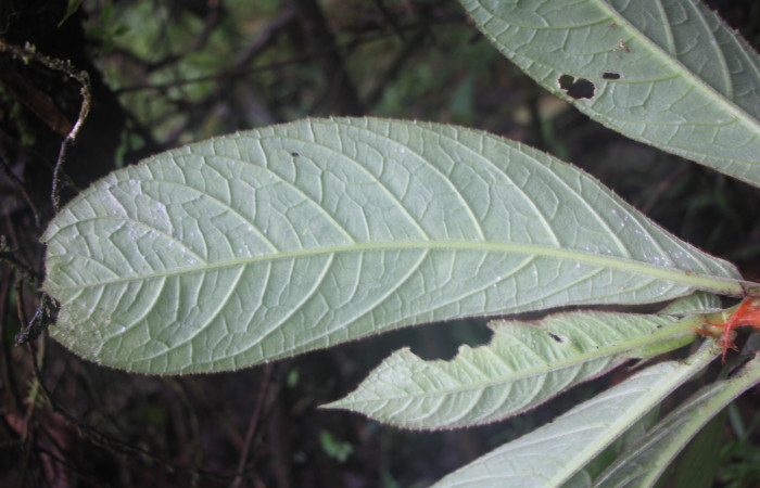 Figura. 5 Hojas envés, <i>Columnea purpurata</i>, (Gesneriaceae). Area de Conservación Guanacaste, Sector Rincón  Rain Forest, Estación Biológica Leiva selva. Sendero Cafecito  (elevación 461 metros), colectada el 6 de septiembre 2025. Foto, Jorge Hernández.