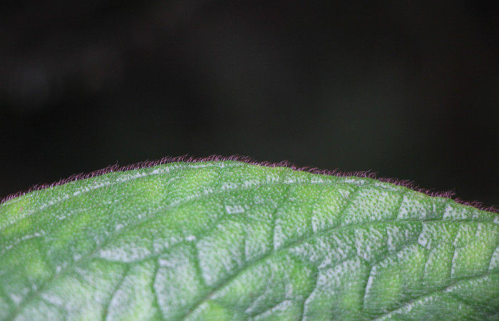 Figura. 6 Hojas margen, <i>Columnea purpurata</i>, (Gesneriaceae). Area de Conservación Guanacaste, Sector Rincón  Rain Forest, Estación Biológica Leiva. Sendero Cafecito  (elevación 461 metros), colectada el 6 de septiembre 2025. Foto, Jorge Hernández.