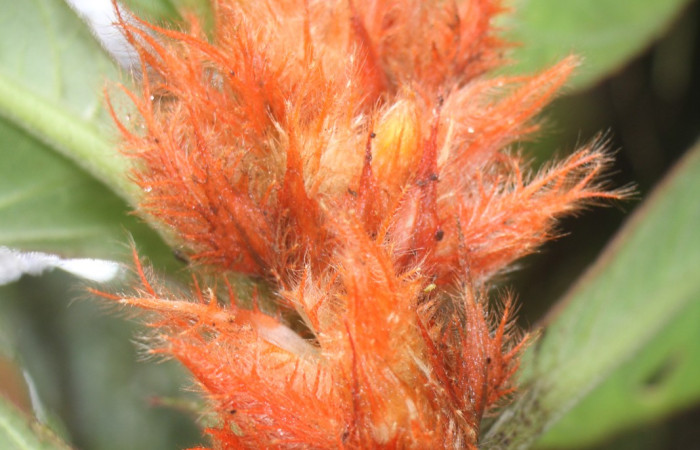 Figura. 7 Flor lateral, <i>Columnea purpurata</i>, (Gesneriaceae). Area de Conservación Guanacaste, Sector Rincón  Rain Forest, Estación Biológica Leiva. Sendero Cafecito  (elevación 461 metros), colectada el 6 de septiembre   2025. Foto, Jorge Hernández.