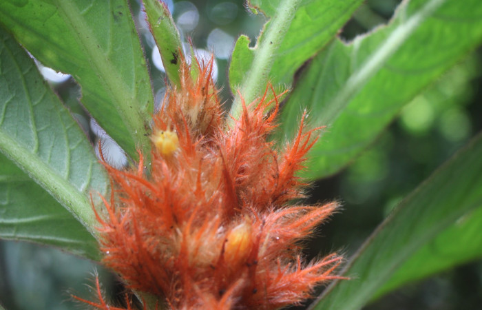 Figura. 8 Flor lateral, <i>Columnea purpurata</i>, (Gesneriaceae). Area de Conservación Guanacaste, Sector Rincón  Rain Forest, Estación Biológica Leiva. Sendero Cafecito  (elevación 461 metros), colectada el 6 de septiembre   2025. Foto, Jorge Hernández.