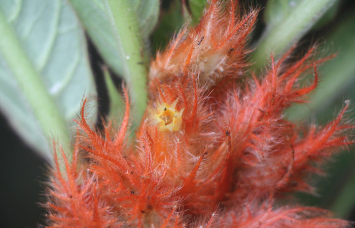 Figura. 9 Flor lateral, <i>Columnea purpurata</i>, (Gesneriaceae). Area de Conservación Guanacaste, Sector Rincón  Rain Forest, Estación Biológica Leiva. Sendero Cafecito  (elevación 461 metros), colectada el 6 de septiembre 2025. Foto, Jorge Hernández.