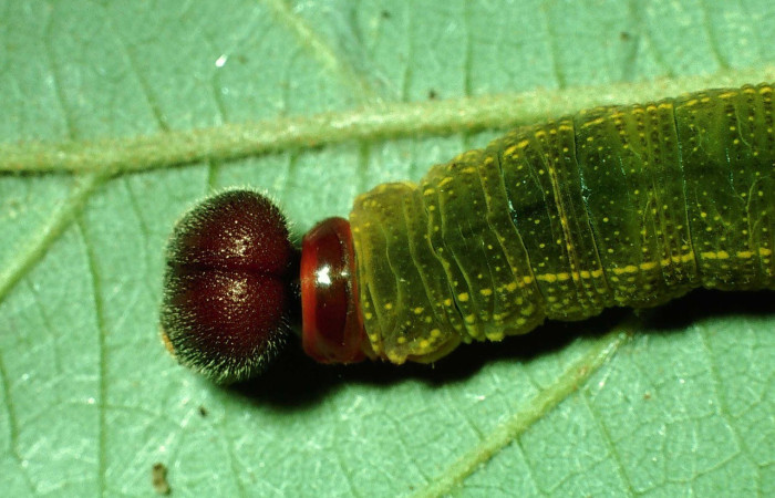 Figura 4. Parte dorsal, cuello y cabeza de <i>Telegonus creteus</i> (Hesperiidae). Voucher: 01-SRNP-6805-DHJ63646.jpg.