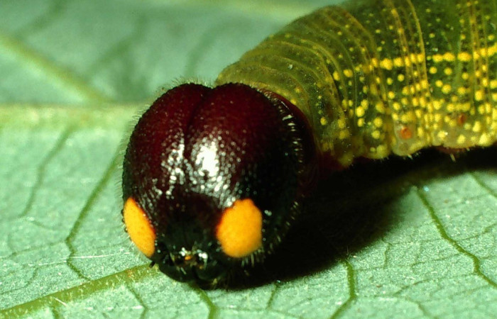 Figura 3. Cabeza de <i>Telegonus creteus</i> (Hesperiidae) mostrando ojos falsos. Voucher: 01-SRNP-6805-DHJ63647.jpg.