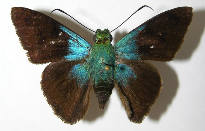 Figura 2. Adulto de <i>Telegonus creteus</i> (Hesperiidae). Vista dorsal. Voucher: 03-SRNP-4189-DHJ347030.