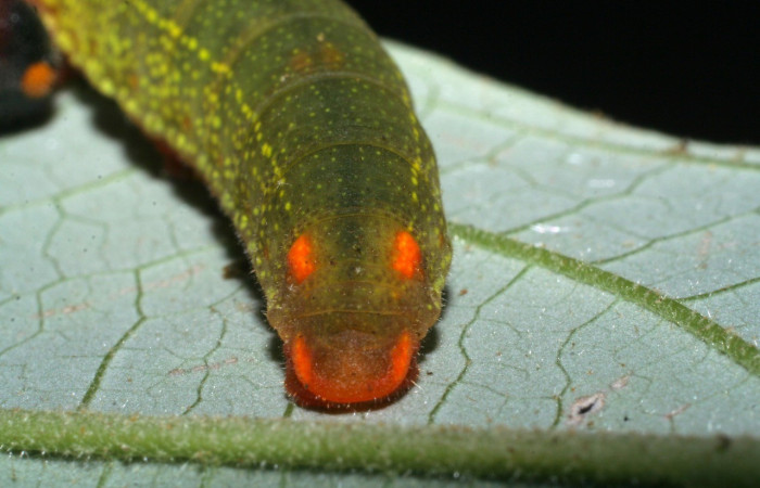 Figura 6. Parte trasera <i>Telegonus creteus</i> (Hesperiidae). Voucher: 08-SRNP-35767-DHJ441311.jpg.