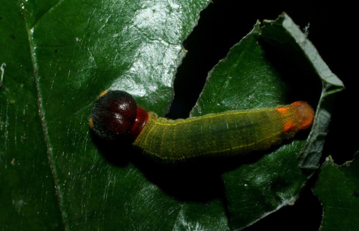 Figura 5. Parte dorsal de  <i>Telegonus creteus</i> (Hesperiidae). Voucher: 09-SRNP-56364-DHJ456939.jpg.