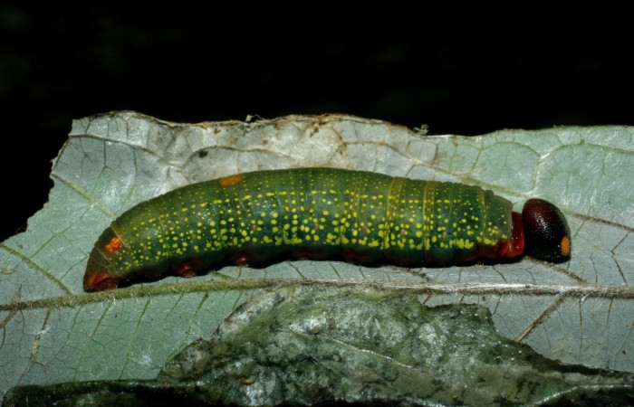 Figura 11. Parte trasera <i>Telegonus creteus crana</i> (Hesperiidae). Voucher: 09-SRNP-56365-DHJ456943.jpg.