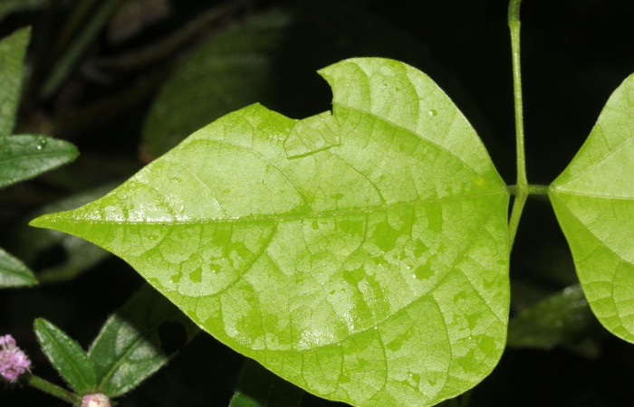 Figura 16. Casita en <i>Rhynchosia erythrinoides</i> (Fabaceae) de Telegonus creteus crana  (Hesperiidae), en primer estadio. Voucher: 17-SRNP-30266-DHJ735931.jpg.