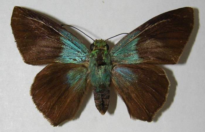 Figura 13. Adulto parte dorsal <i>Telegonus creteus crana</i> (Hesperiidae). Voucher: 95-SRNP-537-DHJ356036.