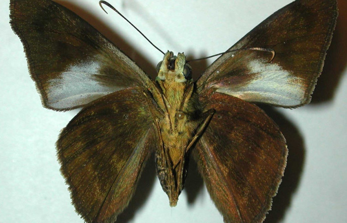 Figura 10. Adulto parte ventral de <i>Telegonus creteus</i> (Hesperiidae). Voucher: 98-SRNP-11988-DHJ31461.