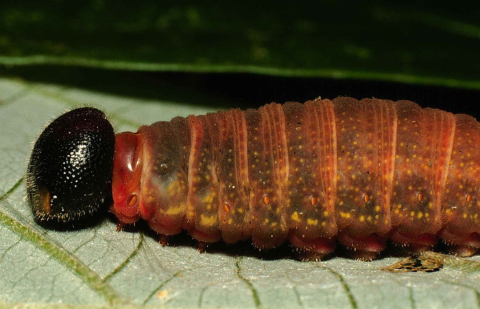 Figura 8. Parte lateral de prepupa <i>Telegonus creteus</i> (Hesperiidae). Voucher: 99-SRNP-13961-DHJ52252.jpg.