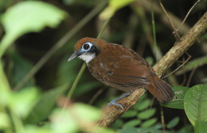  Fig. 4 Bicolored Antbird <i>Gymnopithys bicolor</i> (Thamnophilidae). Tangelo Sector Del Oro ACG; 410 m. 14 de Octubre 2020 Fotografía. Roster Moraga