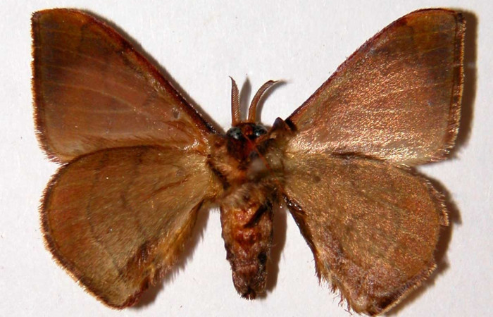 Fig. 13. Adulto macho de <i>Anticla</i> Janzen02, vista ventral. Voucher: 00-SRNP-10558-DHJ33991