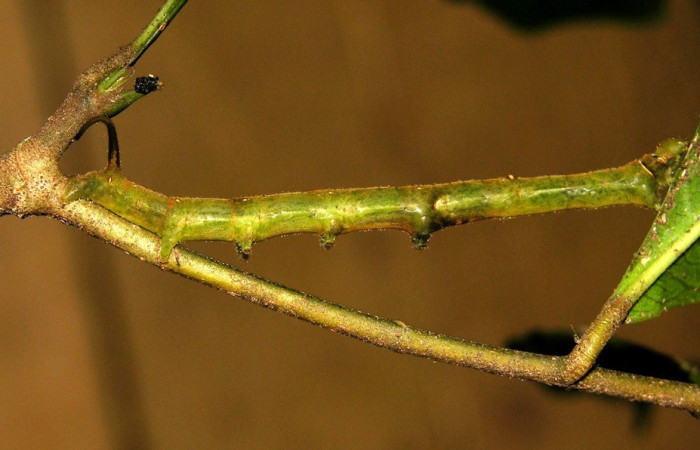 Fig. 9. Vista lateral de <i>Anticla antica</i> en planta hospedera, <i>Maquira guianensis</i> (Moraceae). Voucher: 04-SRNP-34382-DHJ401542.jpg