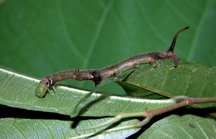 Fig. 8. Larva de <i>Anticla</i> anticaDHJ03, su color es más oscuro casi café, la cabeza no ha cambiado de color porque aún no ha terminado su fase de larva, se encuentra PU estadio y se esta alimentando de <i>Pseudolmedia spuria</i> (Moraceae). Voucher: 04-SRNP-42759-DHJ401756.jpg