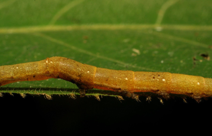Fig. 5. Vista de lateral central de <i>Anticla</i> Janzen01 (Bombycidae), en planta hospedera <i>Castilla elastica</i> (Moraceae). Voucher: 06-SRNP-33762-DHJ416345.jpg