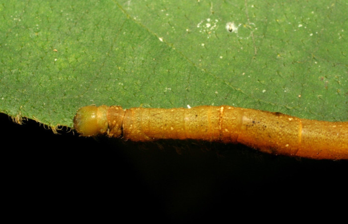 Fig. 3. Vista de dorsal de <i>Anticla</i> Janzen01 (Bombycidae), en la planta hospedera <i>Castilla elastica</i> (Moraceae). Voucher: 06-SRNP-33762-DHJ416346.jpg