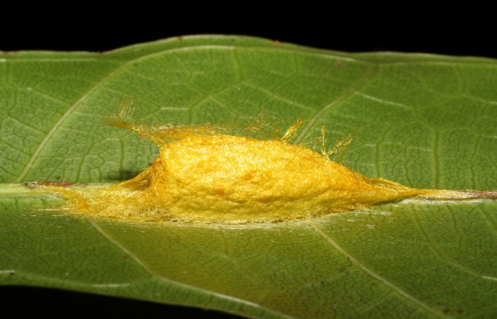 Fig. 11.Capullo de <i>Anticla</i> anticaDHJ03, en la que fue su planta hospedera <i>Brosimum alicastrum</i> (Moraceae). Dependiendo del entorno, el color de la seda puede ayudar a camuflar la pupa entre las hojas o ramas, haciendo que sea menos visible a los depredadores. Voucher: 07-SRNP-40548-DHJ420236.jpg