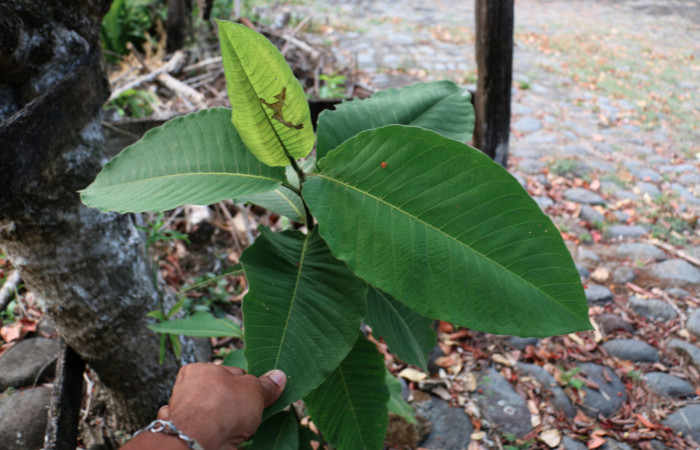 Fig.11 Planta <i>Triplaris melaenodendron</i> (Polygonaceae) hospedera de <i>Phaedropsis</i> Solis348, (crambidae).  Foto tomada por José Cortéz, 19 de marzo 2019, sector Mundo nuevo, 665mts.