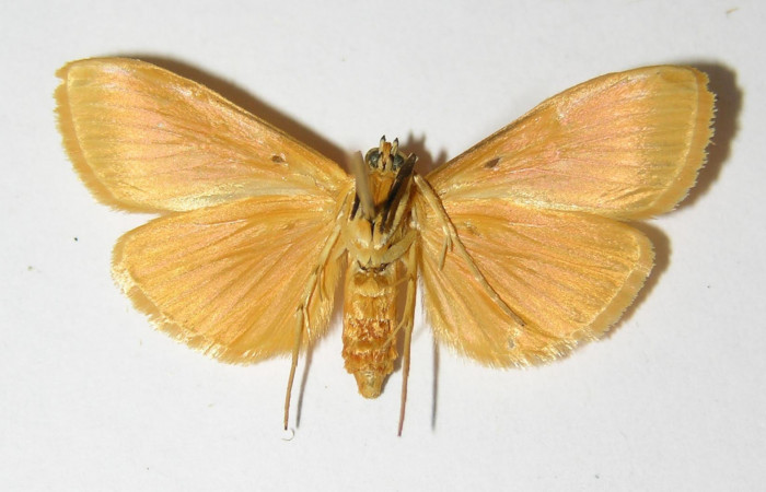 Fig.2 Vista ventral de hembra <i>Phaedropsis</i> Solis348 (Crambidae) eclosionó 11 septiembre 2000, sector Horizontes, Vado Esperanza, 85mts (00-SRNP-17698-DHJ333455.jpg.).
