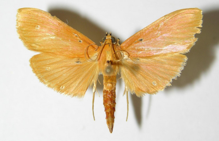 Fig.3 Vista dorsal de macho <i>Phaedropsis</i> Solis348 (Crambidae), eclosionó 11 septiembre 2000, Sector Horizontes, Vado Esperanza, 85mts(00-SRNP-17705-DHJ333456.jpg.).
